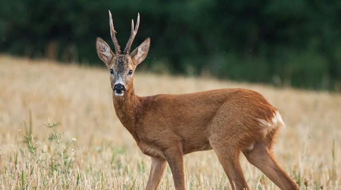 Deer hunting: What to know about Chronic Wasting Disease during US firearms season?
