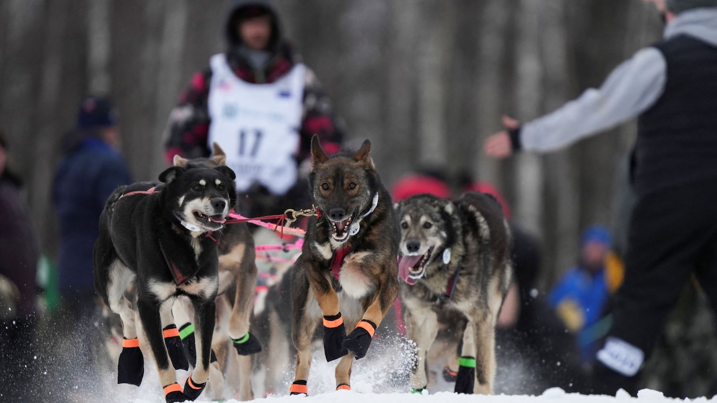 Two dogs die during Iditarod, prompting PETA to call for race to end